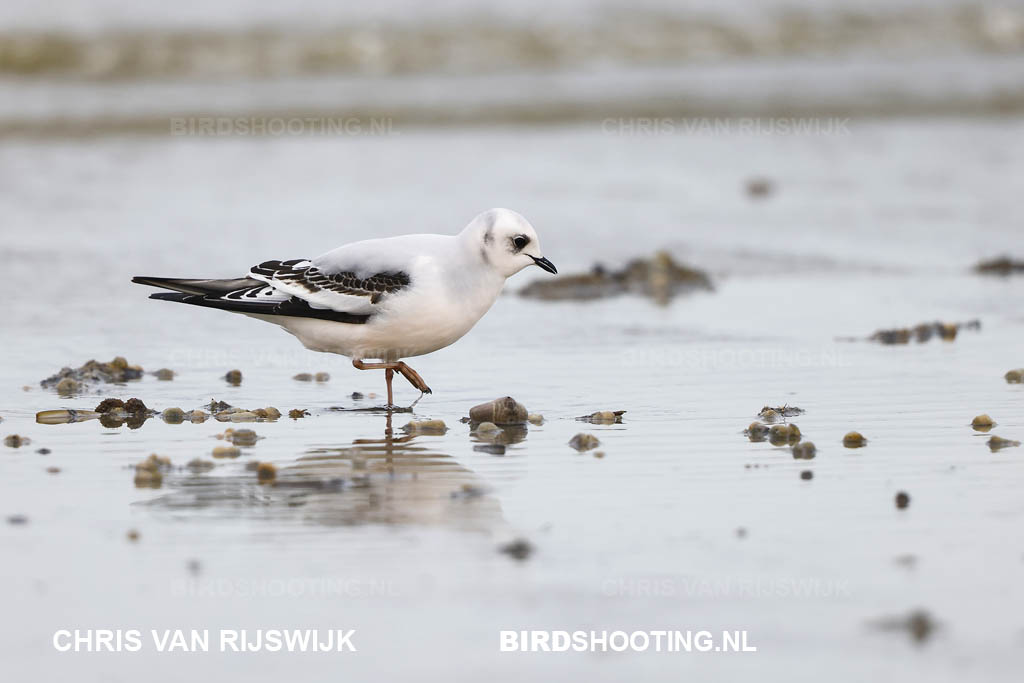 Ross meeuw 21 I2A7381 Frankrijk Leffinckoucke