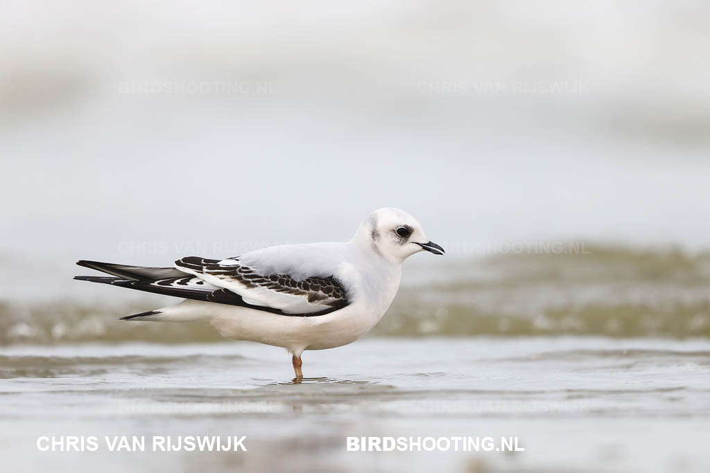 Ross meeuw 21 I2A7800 Frankrijk Leffinckoucke