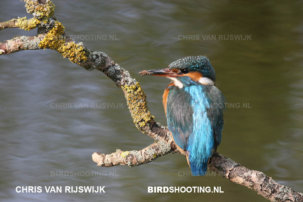 IJsvogel 07 9872 Rotterdam Zuiderbegraafplaats