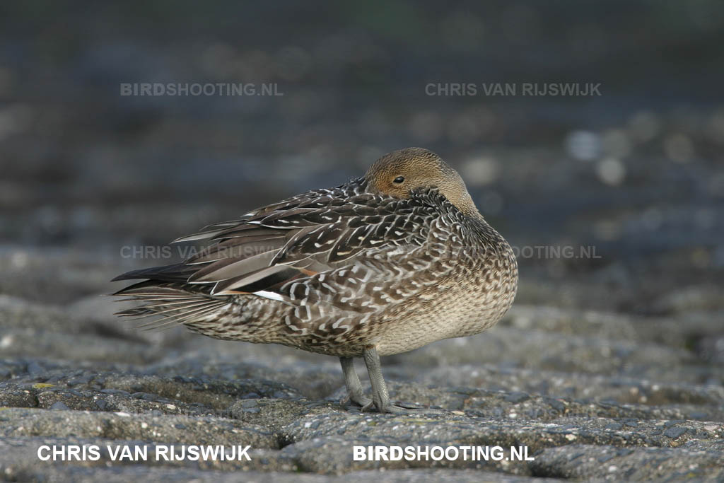 Pijlstaart 04 9665 Maasvlakte