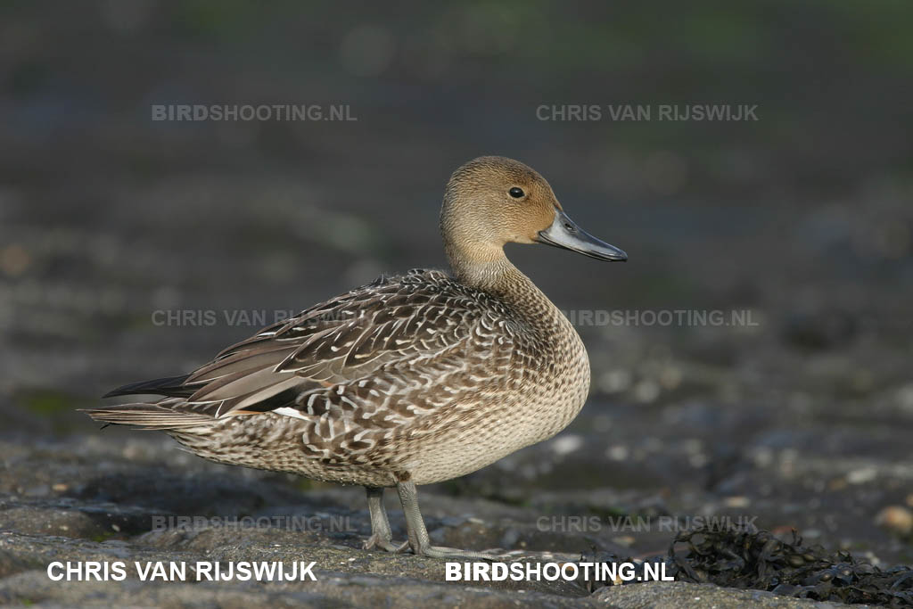 Pijlstaart 04 9673 Maasvlakte