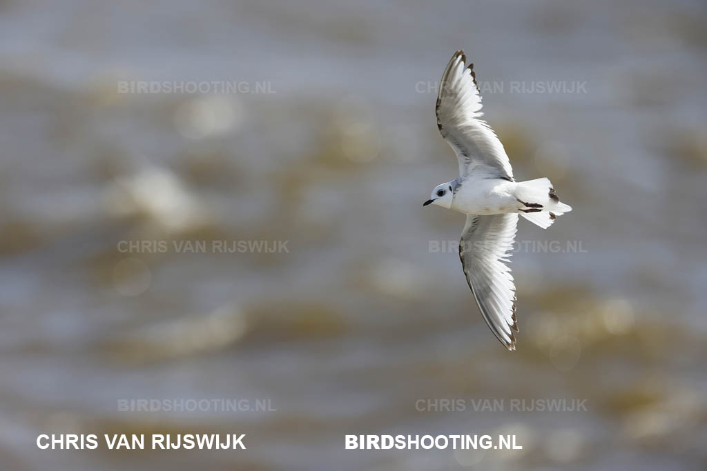 Ross meeuw 21 T4A9658 Scheveningen