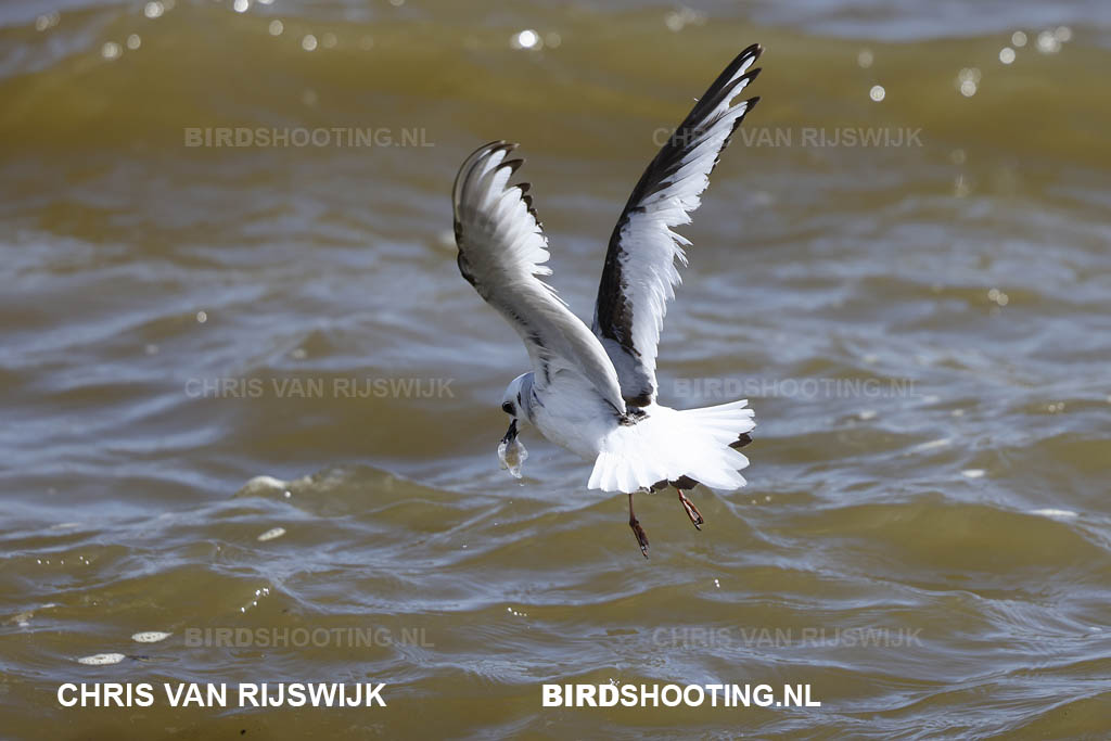 Ross meeuw 21 T4A9689 Scheveningen