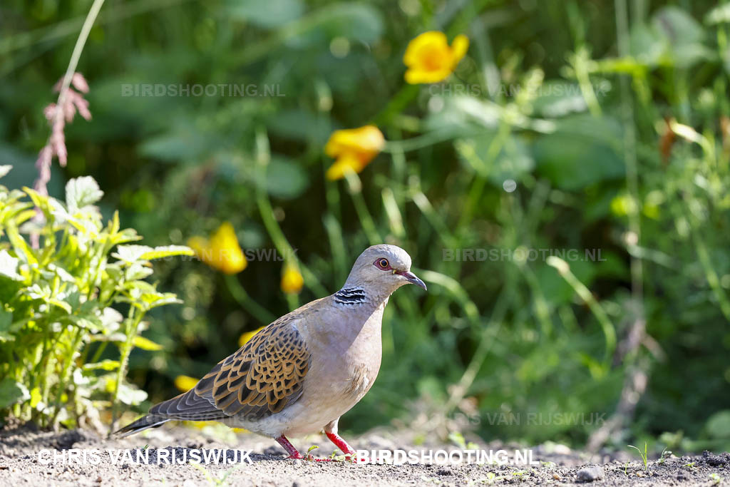 Zomertortel 21 T4A5824 Alphen Chaam