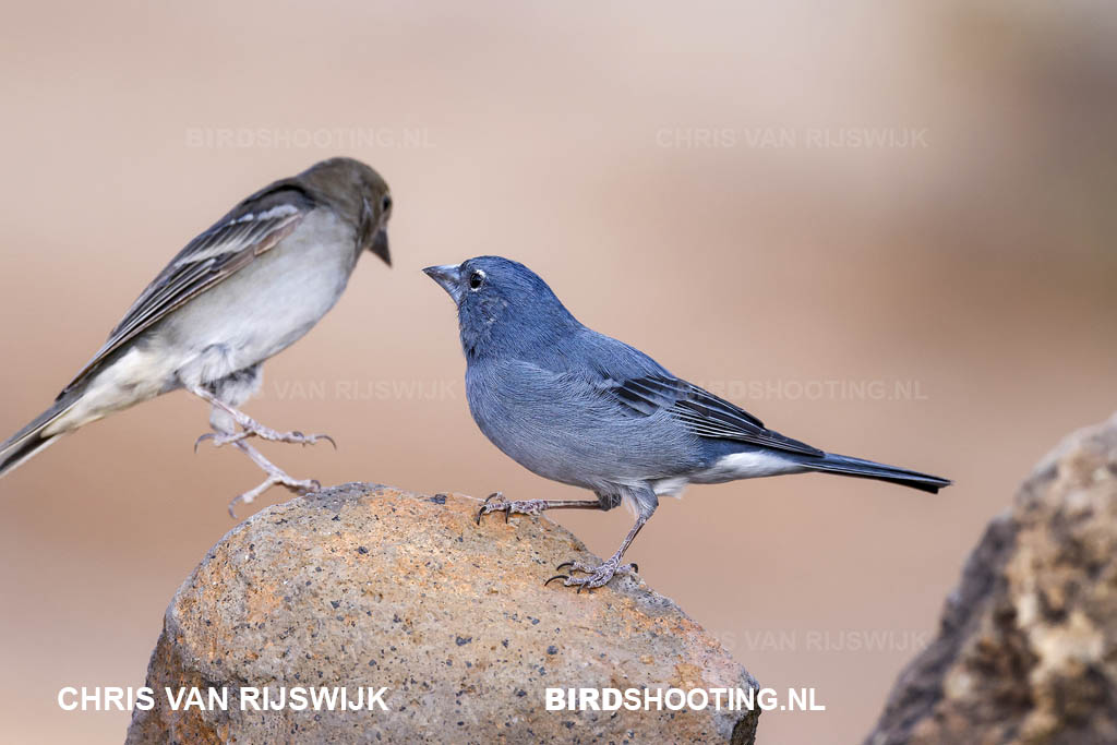 Blauwe vink 21 I2A7985 Spanje Tenerife