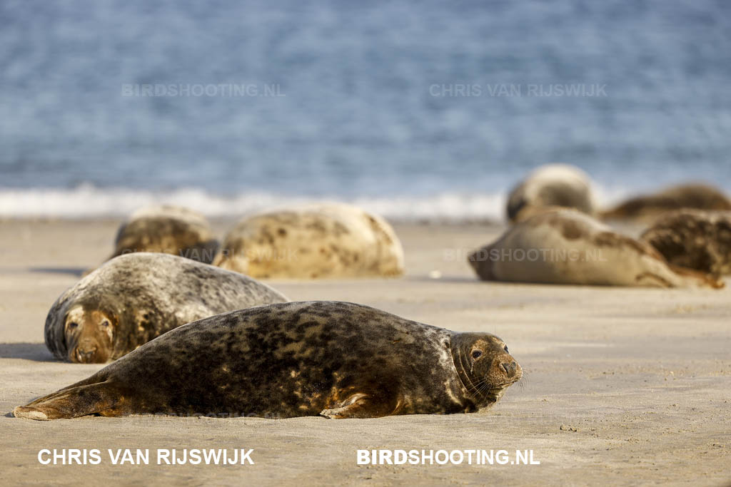 Grijze zeehond 22 I2A8471 Duitsland Helgoland