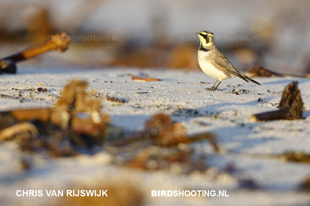 Strandleeuwerik 22 T4A1381 Duitsland Helgoland