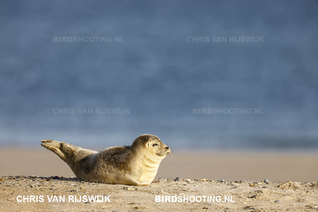 Zeehond 22 T4A2816 Duitsland Helgoland