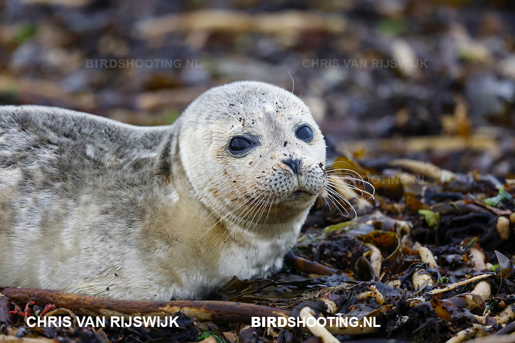 Vale gierzwaluw 22 T4A3765 Duitsland Helgoland