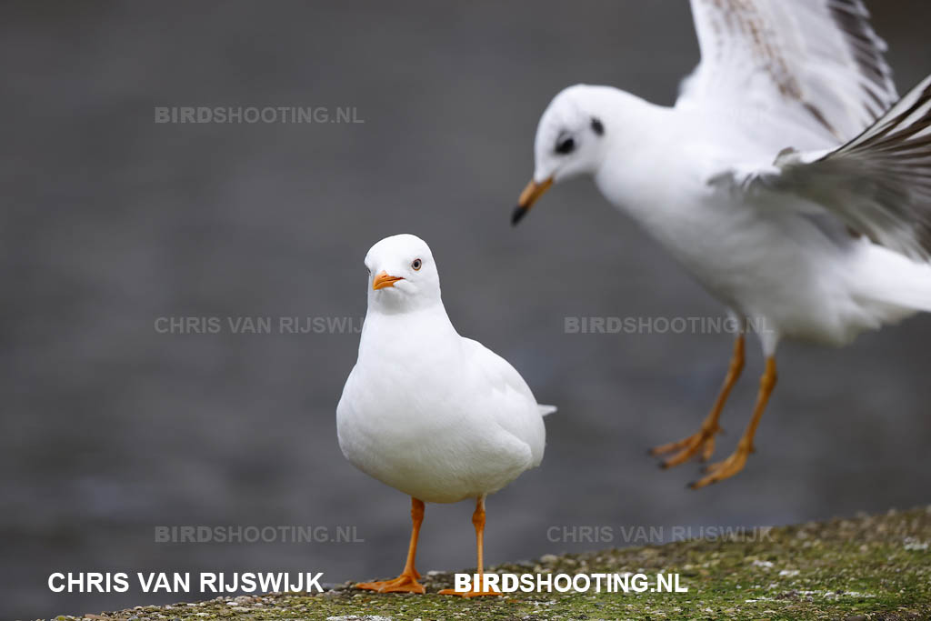 Kokmeeuw 22 I2A8746 Rotterdam Zevenkamp