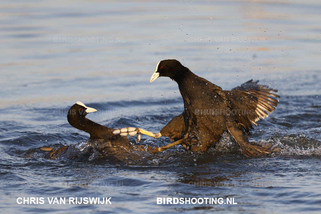 Roodborst 22 I2A5375 Putte