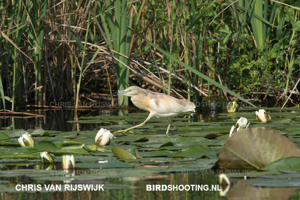 04 Schipluiden Ralreiger 07 8239