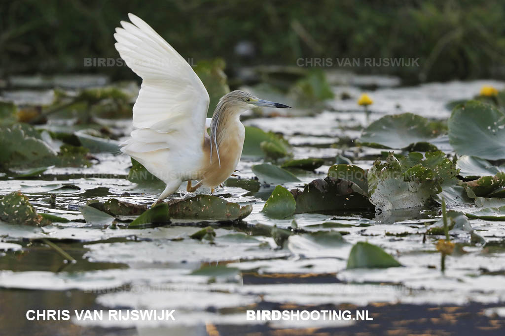 05 Berkenwoude Ralreiger 18 Z9A0586 Ouderkerk aan den IJssel