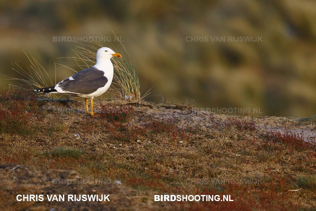 Kleine mantelmeeuw 22 I2A9831 Texel