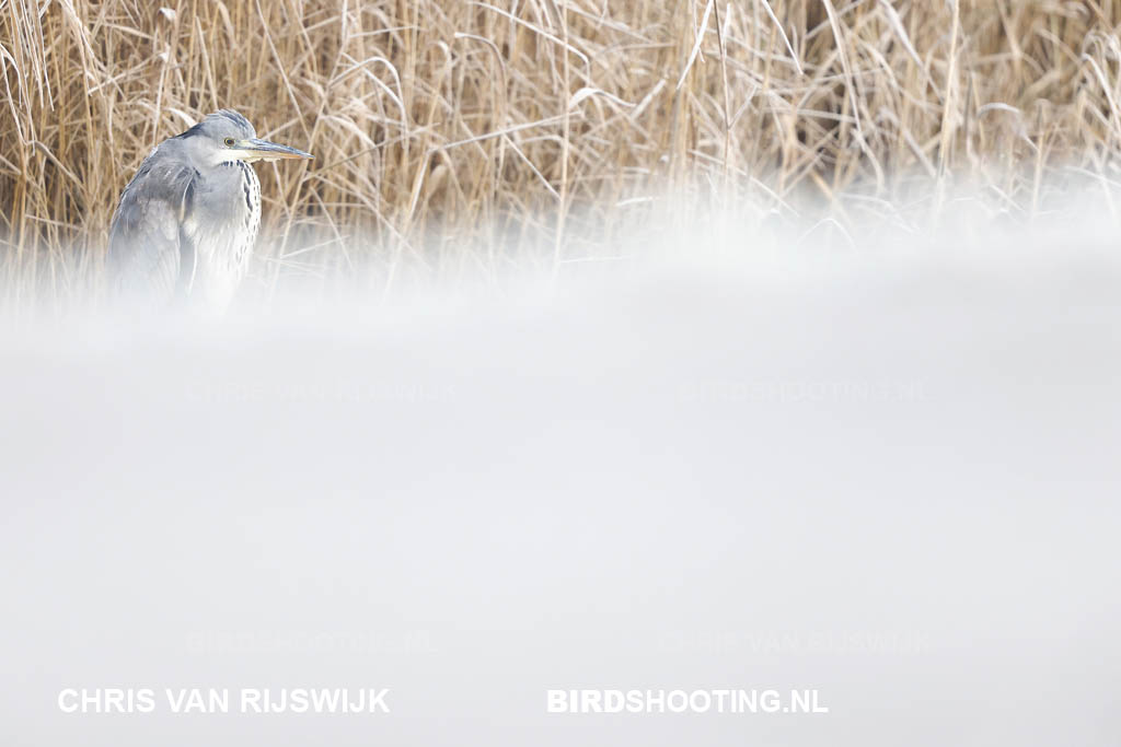 Blauwe reiger 22 I2A2562 Rottemeren