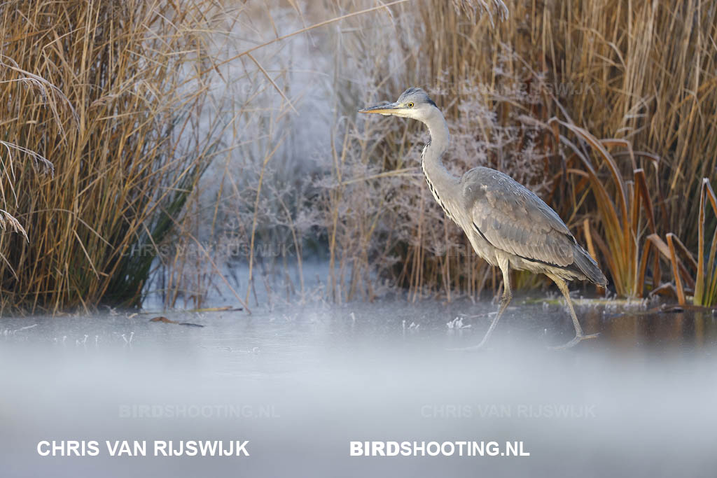 Blauwe reiger 22 I2A2954 Rottemeren