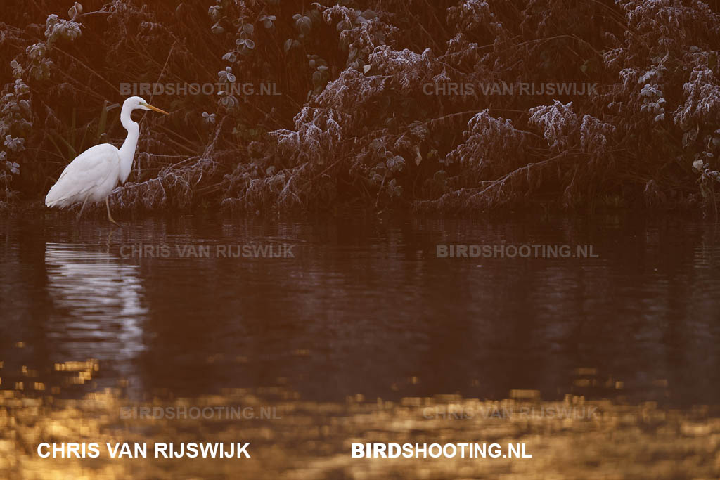 Grote zilverreiger 22 I2A4080 Rottemeren