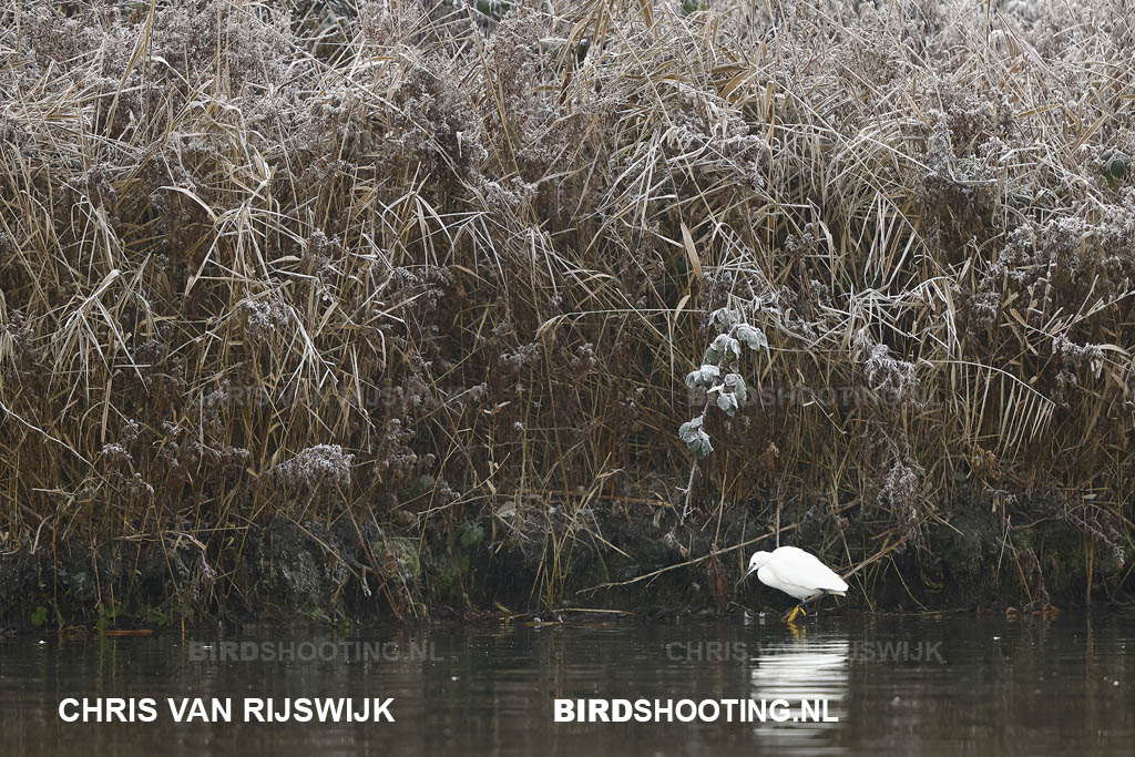 Kleine zilverreiger 22 I2A4584 Rottemeren