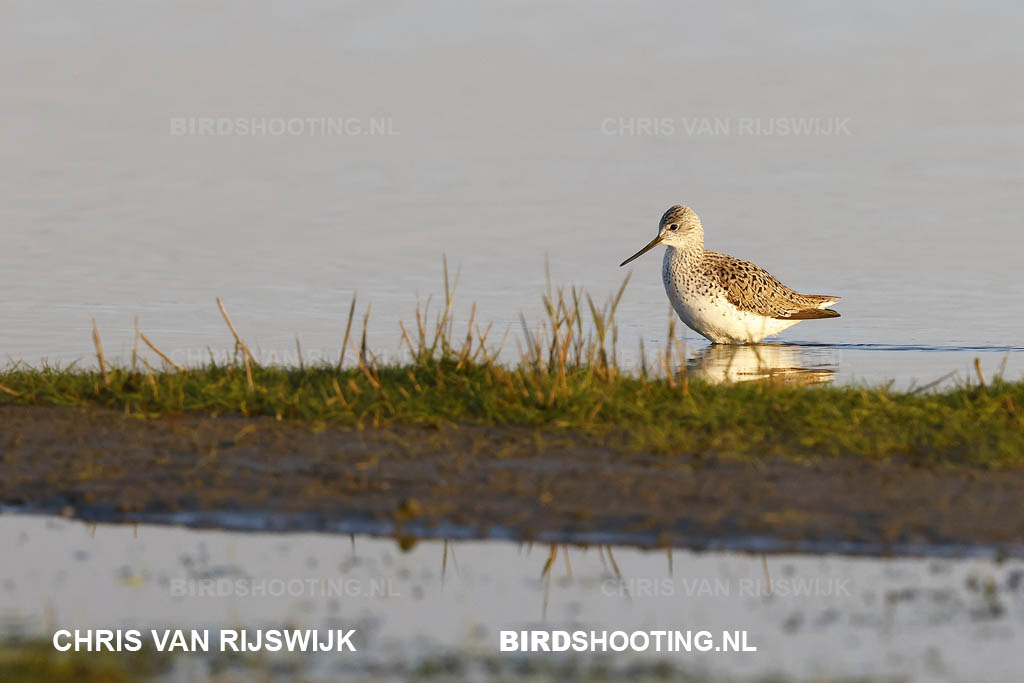 Poelruiter 23 T4A0701 Texel