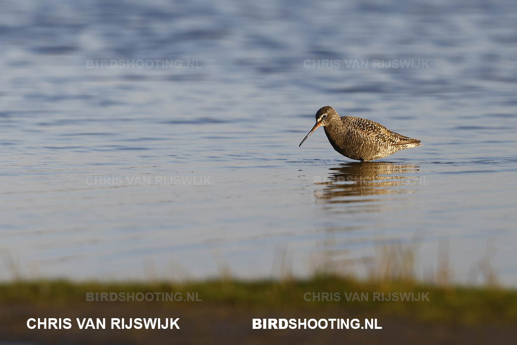 Zwarte ruiter 23 T4A0293 Texel