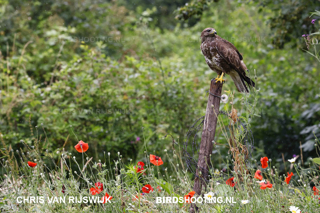 Buizerd 23 T4A3227 Alphen Chaam