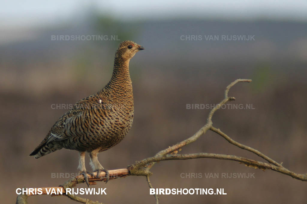 Korhoen 04 3880 Holterberg