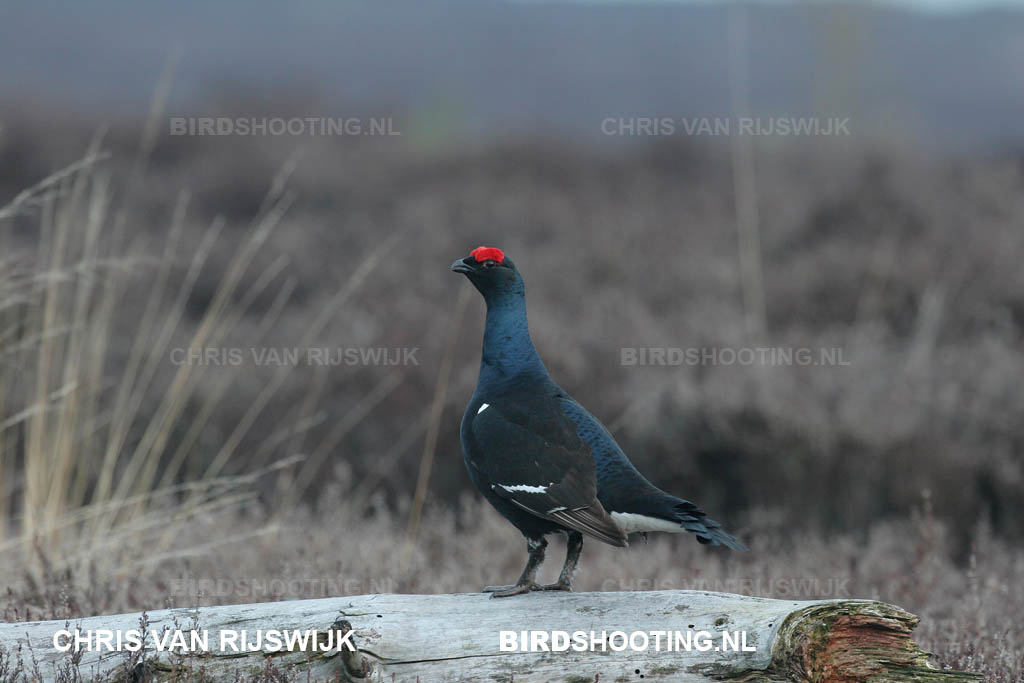 Korhoen 06 7871 Holterberg