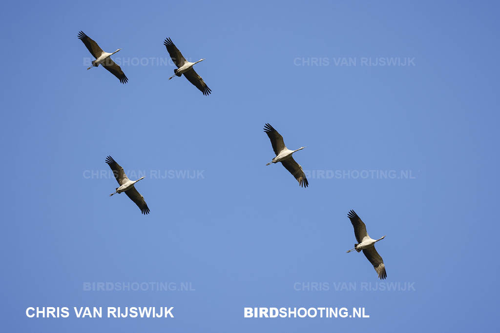 Kraanvogel 24 I2A4538 Duitsland Diepholz