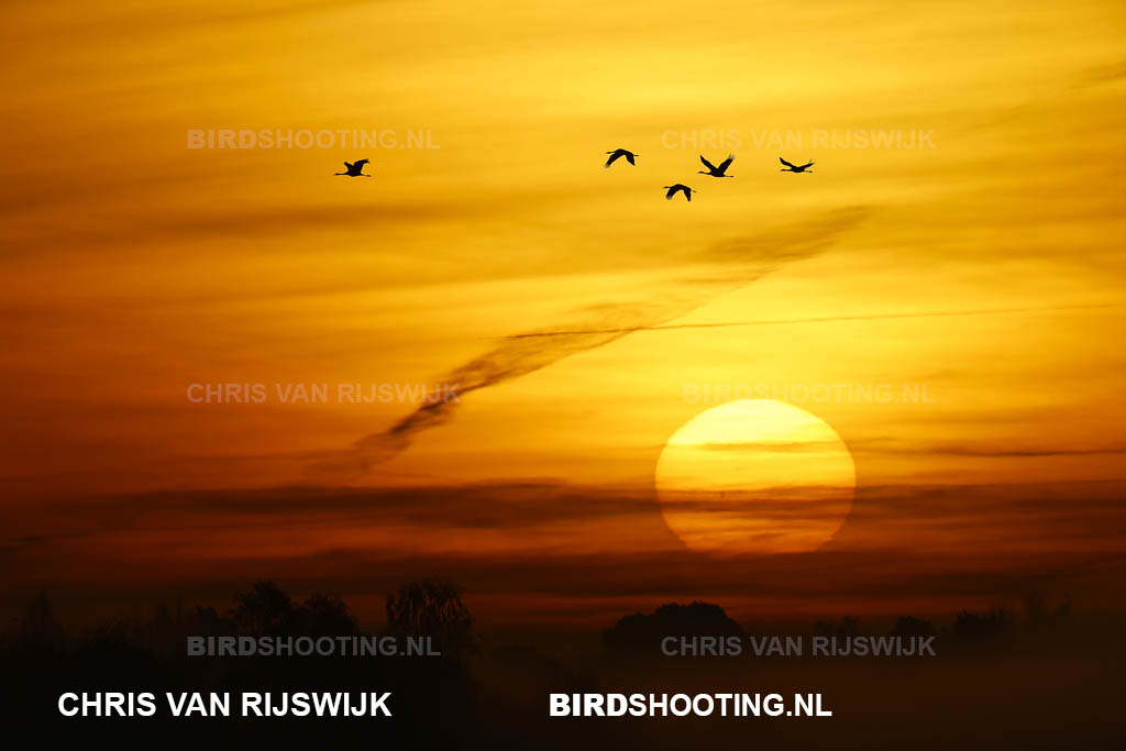 Kraanvogel 24 M2 4612 Duitsland Diepholz