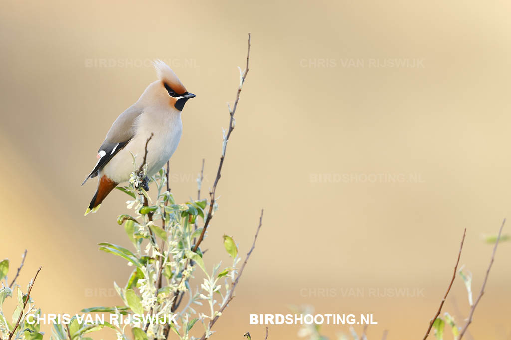 Pestvogel 24 I2A8859 Texel