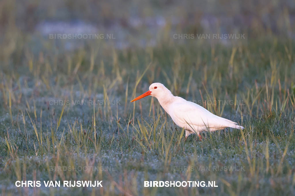 Scholekster 24 I2A7535 Texel