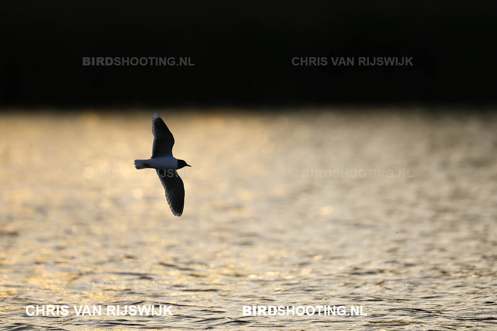 Dwergmeeuw 26 M2 0736 Rottemeren