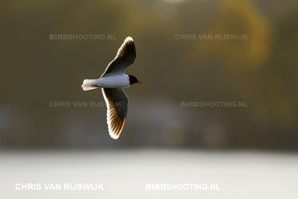 Dwergmeeuw 26 M2 7096 Rottemeren