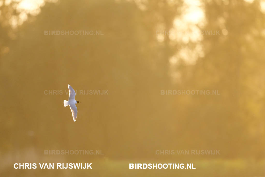 Dwergmeeuw 26 M2 8068 Rottemeren