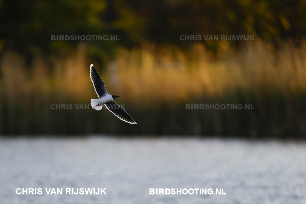 Dwergmeeuw 26 M2 9395 Rottemeren