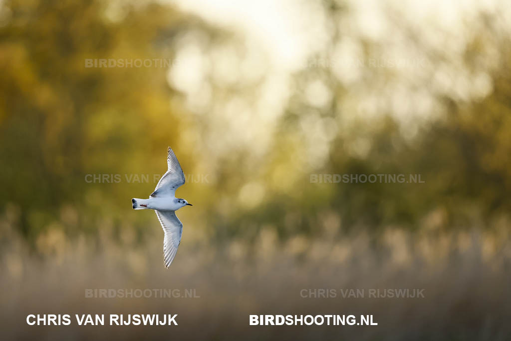 Dwergmeeuw 26 M2 9608 Rottemeren