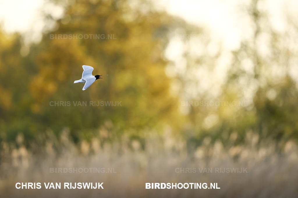 Dwergmeeuw 26 M2 9689 Rottemeren