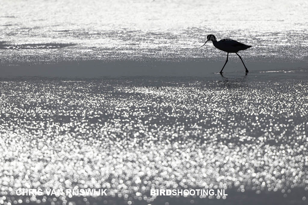 Kluut 22 I2A8454 Texel