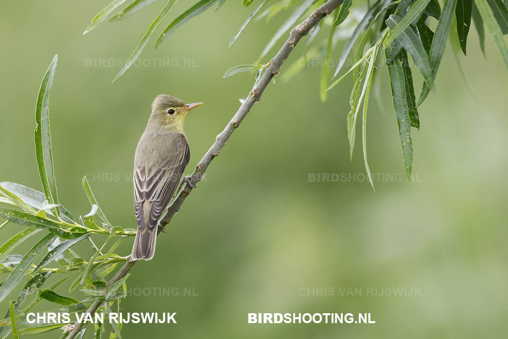 Spotvogel 26 M2 0431 Rottemeren