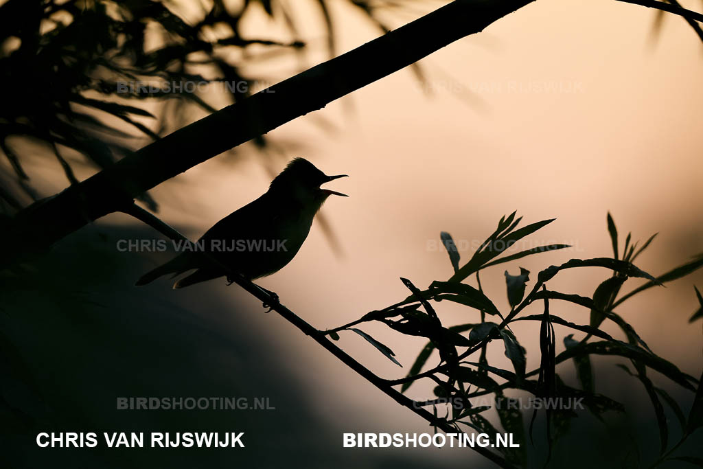 Spotvogel 26 M2 1137 Rottemeren