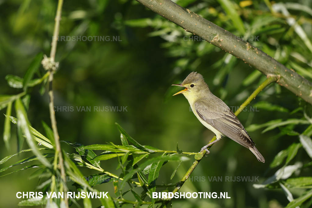 Spotvogel 26 M2 7503 Rottemeren
