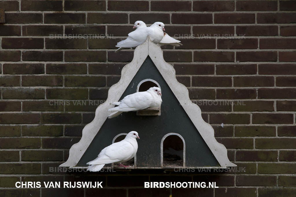 Sierduif 12 2686 PS RAW Rottemeren