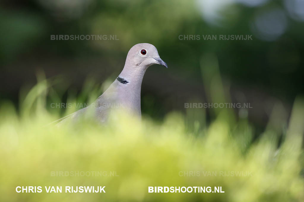 Turkse tortel 15 R9A2350 Belgie Kalmthout