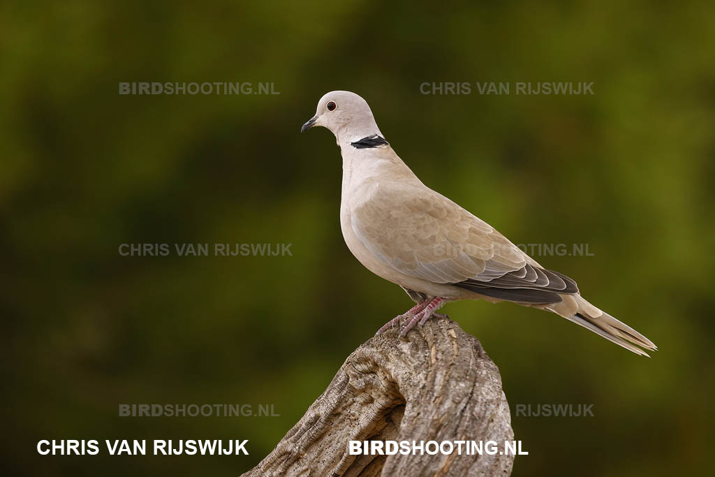 Turkse tortel 21 I2A3329 Spanje Valencia