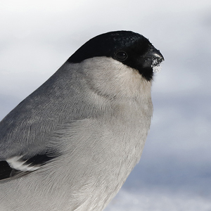 Baikal Bullfinch, Baikal