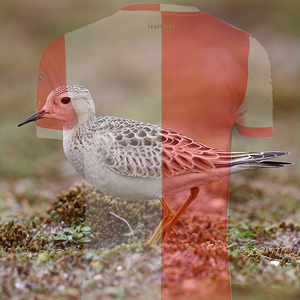 Waarom ik als vogelfotograaf voor Feijenoord ben