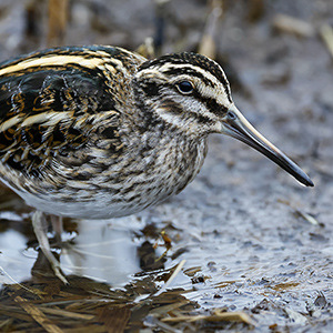 Mama Mo en het bokje