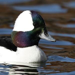 Bufflehead