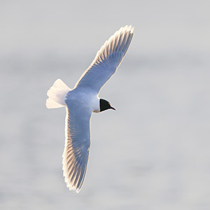 Dwergmeeuwen voorjaar 2026