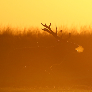 Edelherten op Hoge Veluwe